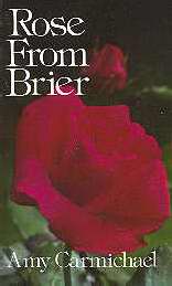 Rose From Brier