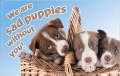 Postcard-We Are Sad Puppies Without You/Thinking Of You (Pack of 25) (Pkg-25)