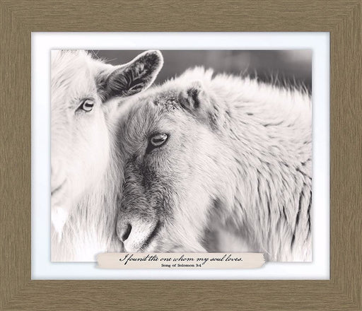 Framed Art-I Found The One (Goat) (27.5 x 23.5)