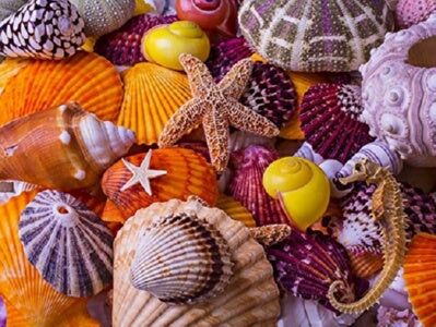 Jigsaw Puzzle-Sea Shell Treasures (550 Pieces)