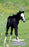 Friendly Foal (Winnie The Horse Gentler V7)