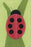 NIV Bug Collection Bible (Ladybug)-Duo-Tone