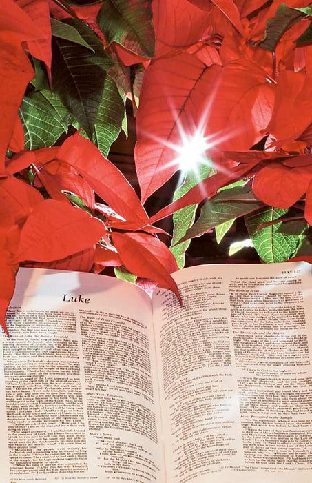 Bulletin-Poinsettia With Bible (Pack of 100) (Pkg-100)