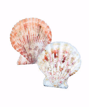VBS-Anchored-Scalloped Seashells (NR)