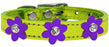 Metallic Flower Leather Collar Metallic Lime Green With Metallic Purple flowers Size 10
