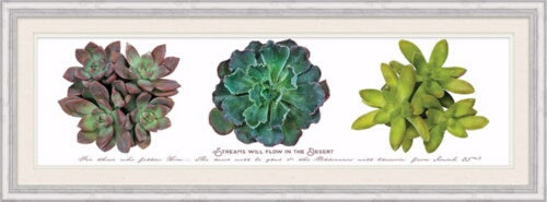 Framed Art-Streams Will Flow (Succulent) (11.5 x 3