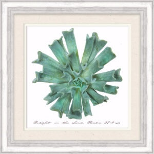 Framed Art-Delight In The Lord (Succulent) (13.5 x