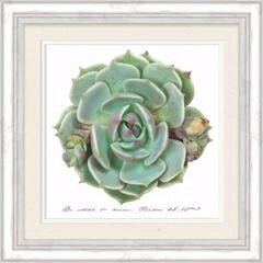 Framed Art-Be Still And Know (Succulent) (13.5 x 1