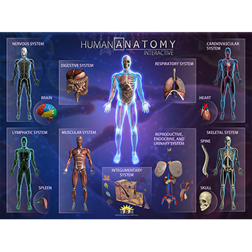Human Anatomy Smart Mats Set Of 4