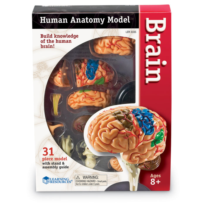 Model Brain Anatomy