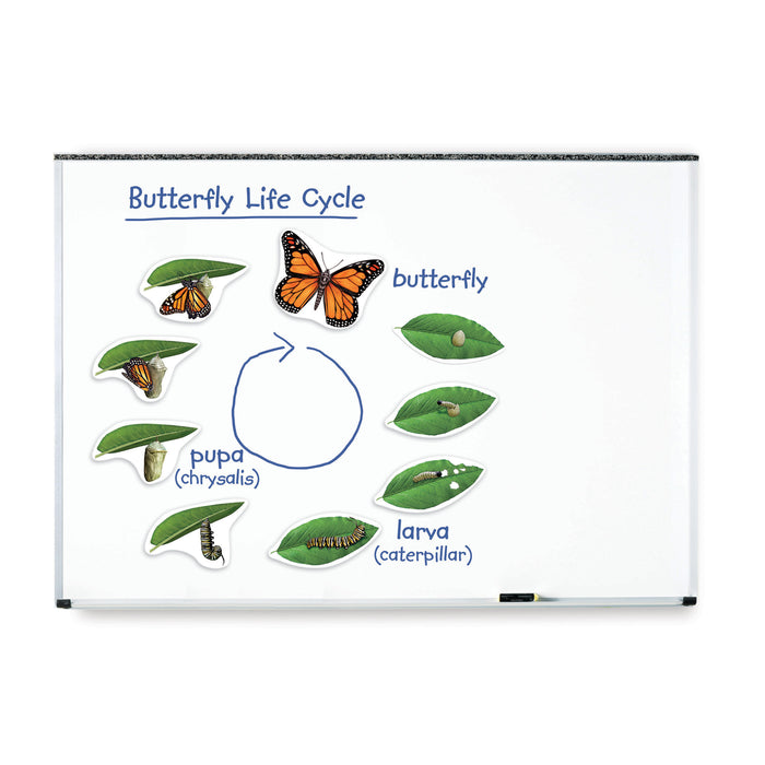 Giant Magnetic Butterfly Life Cycle Set, Set of 9