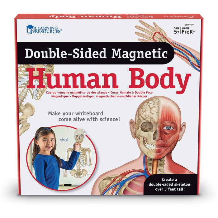 Double-sided Magnetic Human Body