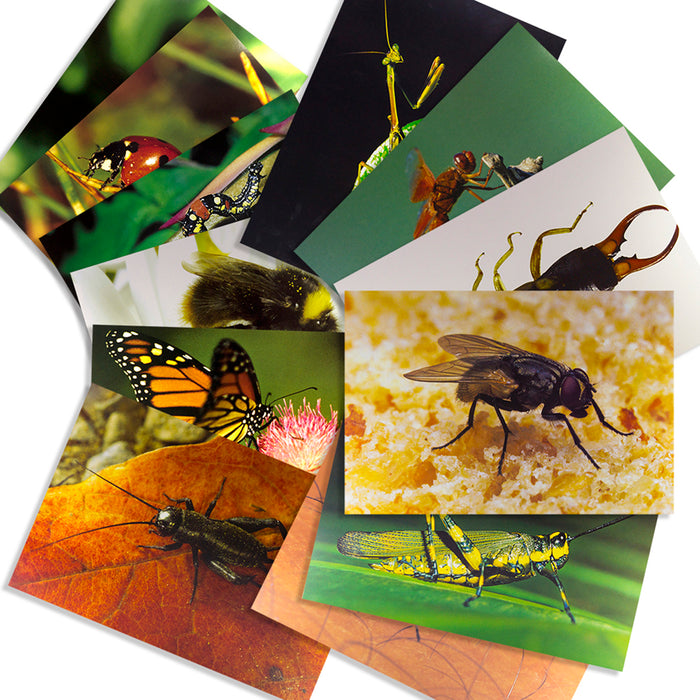 Insects 14 Poster Cards