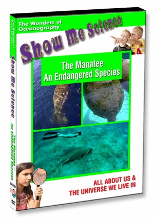 The Manatee - An Endangered Species