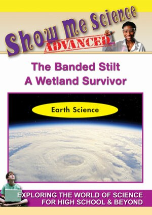 Earth Science The Banded Stilt - A Wetland Survivor