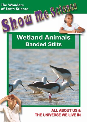 Wetland Animals - Banded Stilts